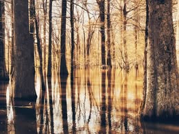 Water protection and wetlands in Desha County