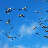 Woods and wildlife habitat in Desha County